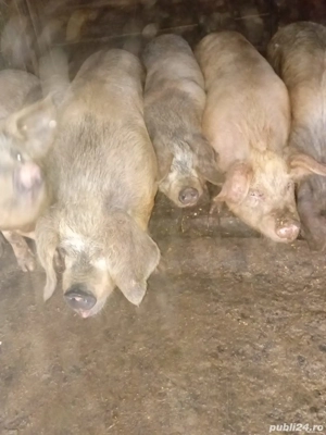de vanzare porci  - imagine 4