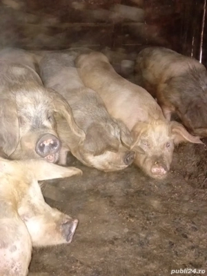 de vanzare porci  - imagine 3
