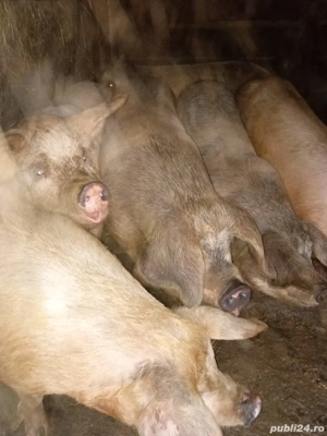 de vanzare porci  - imagine 2