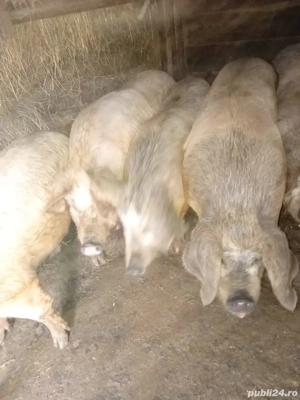 de vanzare porci  - imagine 5