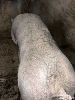 vand schimb porci - imagine 2