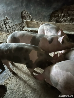 vand schimb porci - imagine 4