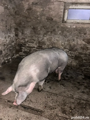 vand schimb porci - imagine 3