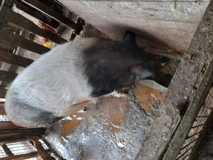 Porci pentru Crăciun 85 kg