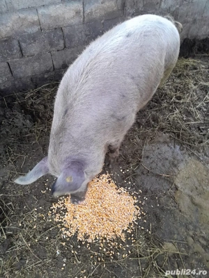 porc duroc 200kg - imagine 2