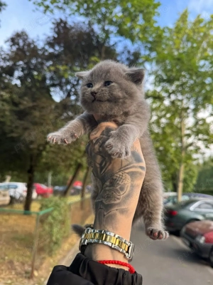 puiuti 6 saptamani scotish