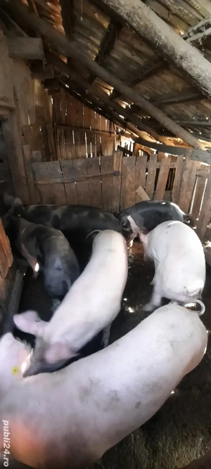 Vand porci - imagine 2