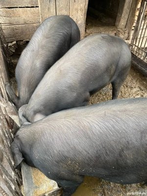 vanzare porci
