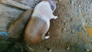 Porci pentru Crăciun 85 kg