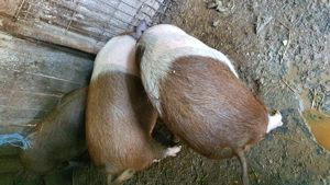 Porci pentru Crăciun 85 kg - imagine 3