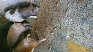 Porci pentru Crăciun 85 kg - imagine 2