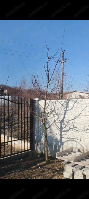 Taiere pomi fructiferi