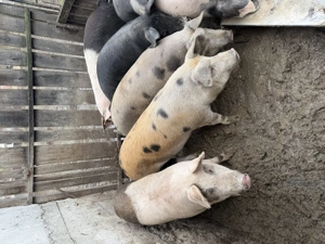 Porci de vanzare - imagine 2