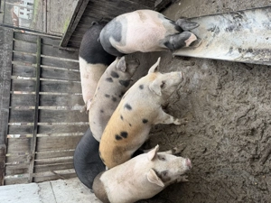 Porci de vanzare - imagine 3