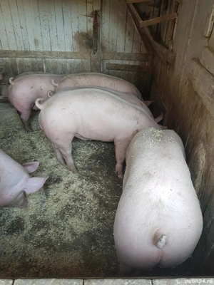 Porci de casa de vanzare  - imagine 2