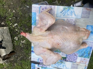 Carne de curcan - imagine 2