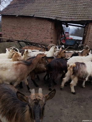 Vind 25 de capre gestante plus 2 țapi  - imagine 2