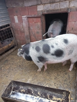 Porci pentru sacrificare  - imagine 4