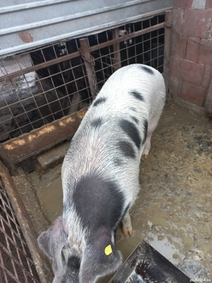 Porci pentru sacrificare  - imagine 3