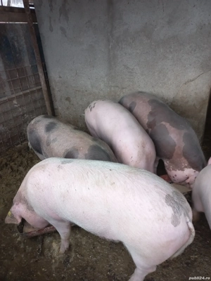 Porci pentru sacrificare  - imagine 2