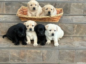 Labradori pui golden si negrii