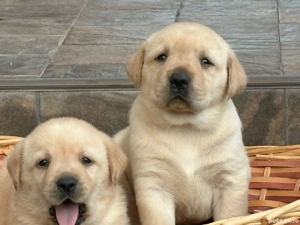 Labradori pui golden si negrii - imagine 2