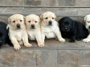 Labradori pui golden si negrii - imagine 3