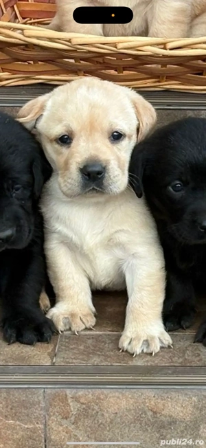 Labradori pui golden si negrii - imagine 4