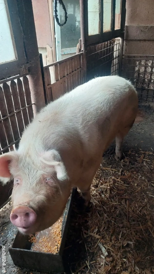 purcea de vânzare de carne - imagine 2