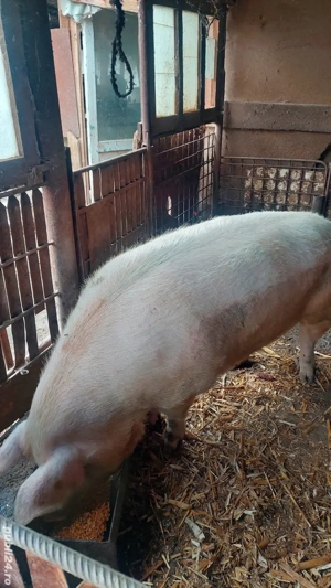 purcea de vânzare de carne - imagine 3