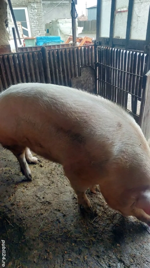 purcea de vânzare de carne - imagine 5