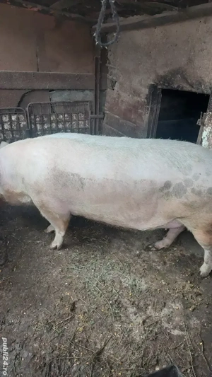 purcea de vânzare de carne - imagine 4