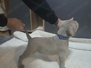 American Bully Standard   - imagine 4