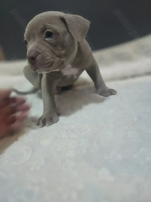 American Bully Standard   - imagine 2