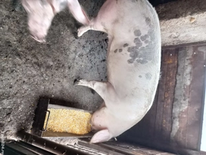 porc de vânzare  - imagine 5