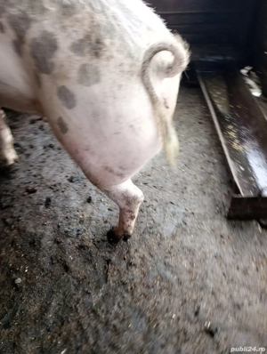 porc de vânzare  - imagine 2