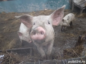 porci bio  - imagine 3