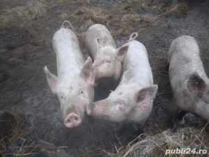 porci bio  - imagine 2