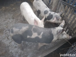 porci bio  - imagine 4