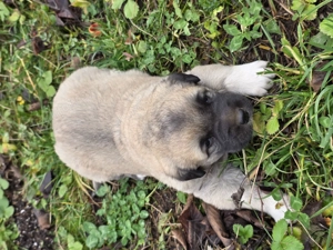 Pui kangal.    ..       . - imagine 2