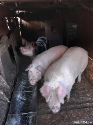 Porci de vanzare 