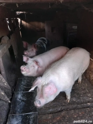 Porci de vanzare 