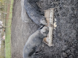 Vand porci pentru sacrificat - imagine 4