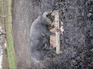 Vand porci pentru sacrificat