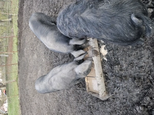 Vand porci pentru sacrificat - imagine 3