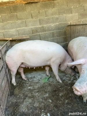 Porci de vânzare - imagine 4