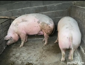 Porci de vânzare - imagine 2