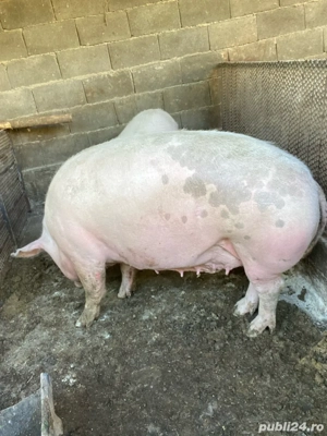 Porci de vânzare - imagine 5