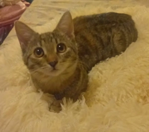 Pisicute metis British Shorthair, gratuit 