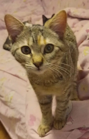 Pisicute metis British Shorthair, gratuit  - imagine 4